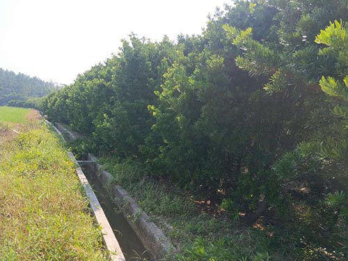 羅漢松毛坯樹 羅漢松毛坯樹