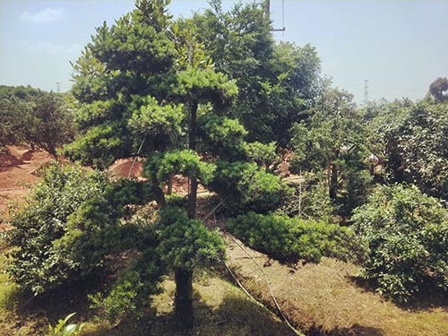 造型羅漢松5 造型羅漢松5