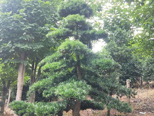 造型羅漢松4 造型羅漢松4