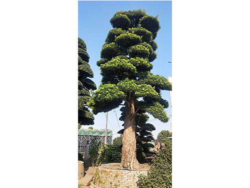 進口羅漢松 進口羅漢松